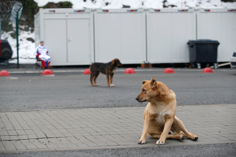 Illustration for article titled The Dogs Of Sochi
